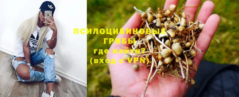 закладки  Краснокамск  Псилоцибиновые грибы MAGIC MUSHROOMS 